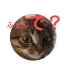 毒舌キジトラ♡（個別スタンプ：14）