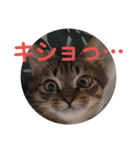 毒舌キジトラ♡（個別スタンプ：15）