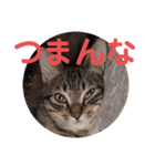毒舌キジトラ♡（個別スタンプ：16）