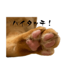 ちゃーくん日常使い15（個別スタンプ：8）