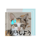 猫の親子スタンプ(❁´ω`❁)（個別スタンプ：2）