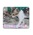 猫の親子スタンプ(❁´ω`❁)（個別スタンプ：5）