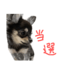 愛しのロイスタンプ（ベビ）（個別スタンプ：12）