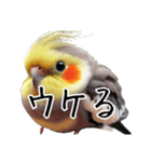 若者風オカメインコ【big/デカ文字】ver.（個別スタンプ：1）