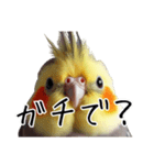 若者風オカメインコ【big/デカ文字】ver.（個別スタンプ：5）