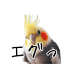 若者風オカメインコ【big/デカ文字】ver.（個別スタンプ：6）