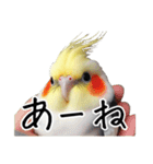 若者風オカメインコ【big/デカ文字】ver.（個別スタンプ：7）