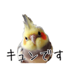 若者風オカメインコ【big/デカ文字】ver.（個別スタンプ：11）