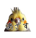 若者風オカメインコ【big/デカ文字】ver.（個別スタンプ：12）