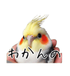 若者風オカメインコ【big/デカ文字】ver.（個別スタンプ：14）