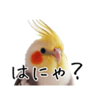 若者風オカメインコ【big/デカ文字】ver.（個別スタンプ：19）