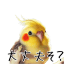 若者風オカメインコ【big/デカ文字】ver.（個別スタンプ：20）