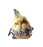 若者風オカメインコ【big/デカ文字】ver.（個別スタンプ：21）