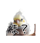 若者風オカメインコ【big/デカ文字】ver.（個別スタンプ：22）