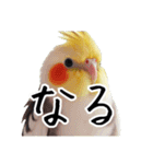 若者風オカメインコ【big/デカ文字】ver.（個別スタンプ：23）