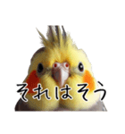 若者風オカメインコ【big/デカ文字】ver.（個別スタンプ：24）