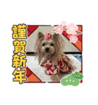 お転婆ヨーキー璃愛華＆愛望＆永愛③（個別スタンプ：7）