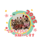お転婆ヨーキー璃愛華＆愛望＆永愛③（個別スタンプ：10）