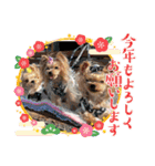 お転婆ヨーキー璃愛華＆愛望＆永愛③（個別スタンプ：12）