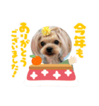 お転婆ヨーキー璃愛華＆愛望＆永愛③（個別スタンプ：13）