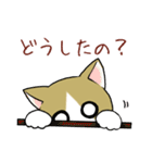 ねこのちゃこちゃんスタンプ（個別スタンプ：12）