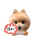 顔面七変化 ポメラニアンのはる（個別スタンプ：2）