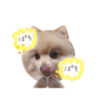 顔面七変化 ポメラニアンのはる（個別スタンプ：10）