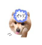 顔面七変化 ポメラニアンのはる（個別スタンプ：12）