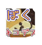 ぼくネコデス（あそびわーるど）（個別スタンプ：4）