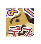 ぼくネコデス（あそびわーるど）（個別スタンプ：5）