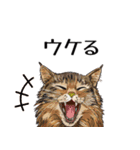 日常使いできる♪リアルなネコ（個別スタンプ：1）