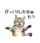 日常使いできる♪リアルなネコ（個別スタンプ：26）