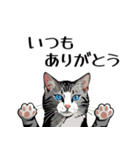 日常使いできる♪リアルなネコ（個別スタンプ：37）