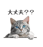 日常使いできる♪リアルなネコ（個別スタンプ：40）