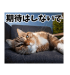 のんびり猫の癒しとほっこり（個別スタンプ：3）