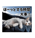 のんびり猫の癒しとほっこり（個別スタンプ：10）