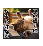 のんびり猫の癒しとほっこり（個別スタンプ：13）