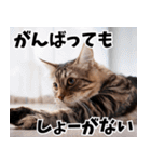 のんびり猫の癒しとほっこり（個別スタンプ：14）