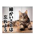 のんびり猫の癒しとほっこり（個別スタンプ：16）