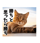 のんびり猫の癒しとほっこり（個別スタンプ：17）