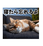 のんびり猫の癒しとほっこり（個別スタンプ：19）