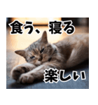 のんびり猫の癒しとほっこり（個別スタンプ：23）