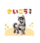 いつでも使えるシベリアンハスキー子犬⭐️（個別スタンプ：21）