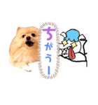 おとぎばなしぽい ポメラニアンのはる12（個別スタンプ：6）