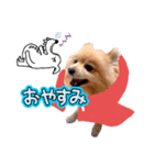 おとぎばなしぽい ポメラニアンのはる12（個別スタンプ：8）