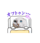 ねこのへんてこスタンプ（個別スタンプ：3）