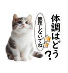 ずっと使える日常会話☆仲の良い人用☆猫（個別スタンプ：8）