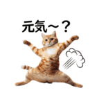 ずっと使える日常会話☆仲の良い人用☆猫（個別スタンプ：12）