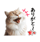 ずっと使える日常会話☆仲の良い人用☆猫（個別スタンプ：16）