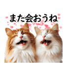 ずっと使える日常会話☆仲の良い人用☆猫（個別スタンプ：25）